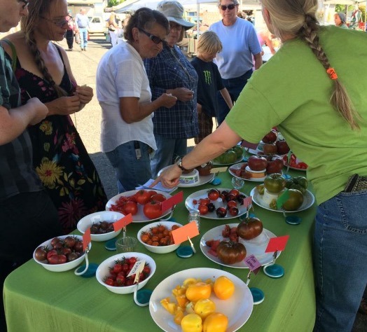 tomato tasting 2 cropped